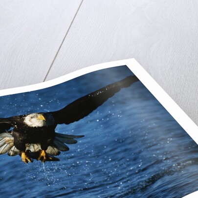 Bald Eagle with Fish in Talons by Anonymous