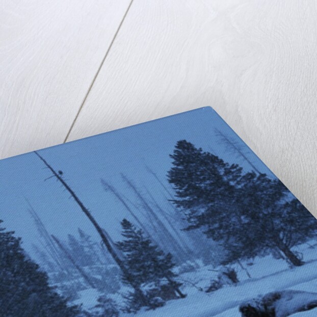 Bison in Snow by Anonymous