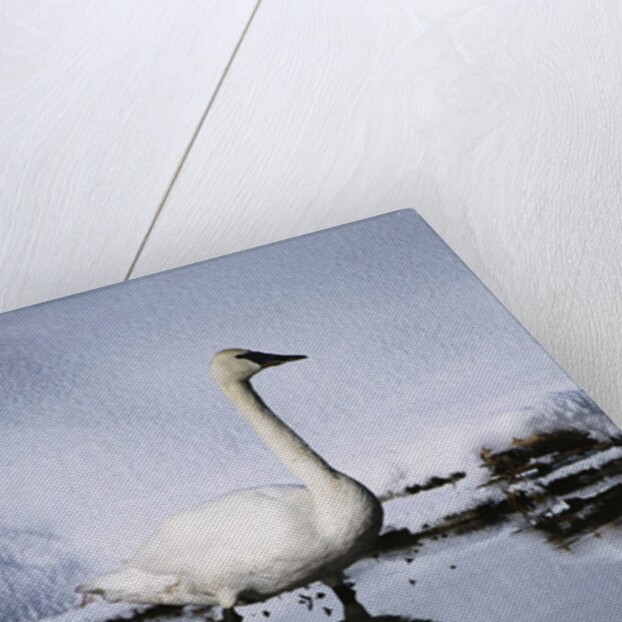 Trumpeter Swan in Shallow Water by Anonymous