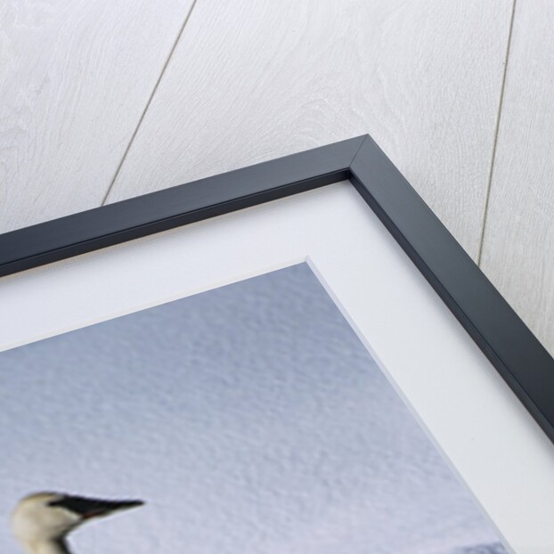 Trumpeter Swan in Shallow Water by Anonymous