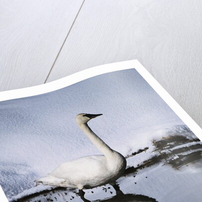 Trumpeter Swan in Shallow Water by Anonymous