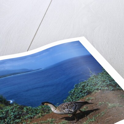 Nene Goose Walking Along the Coast by Anonymous