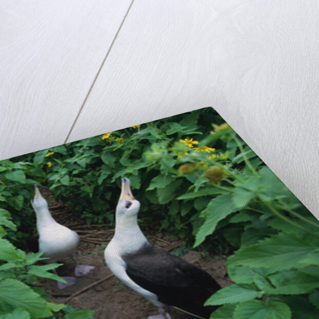 Laysan Albatross Courting by Anonymous