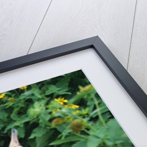 Laysan Albatross Courting by Anonymous