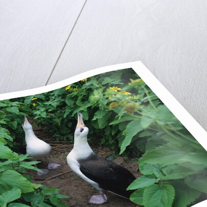 Laysan Albatross Courting by Anonymous