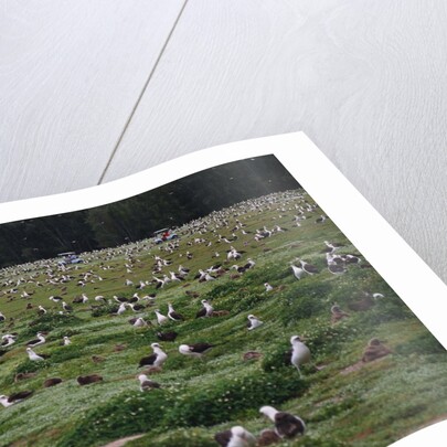 Laysan Albatross Nesting Grounds by Anonymous