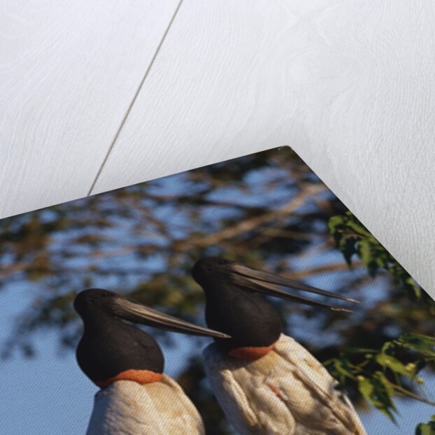 Jabiru Storks by Anonymous