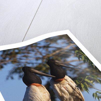 Jabiru Storks by Anonymous