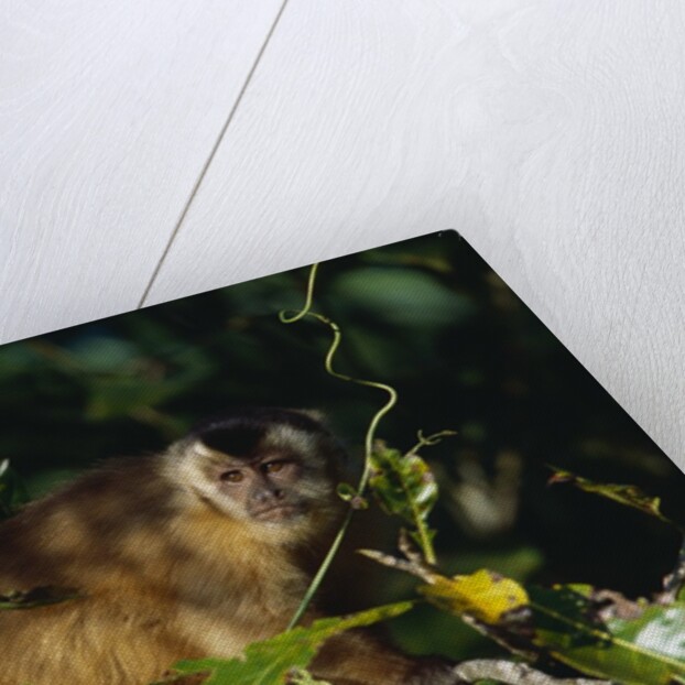 Black-Capped Capuchin by Anonymous
