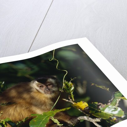 Black-Capped Capuchin by Anonymous