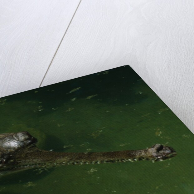 Gavial at a Gator Farm by Anonymous