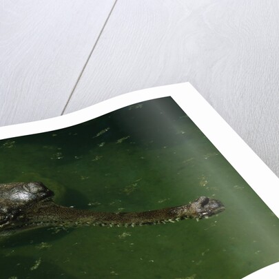 Gavial at a Gator Farm by Anonymous
