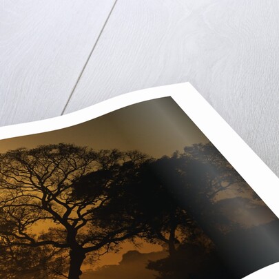 Tree Silhouettes by Anonymous