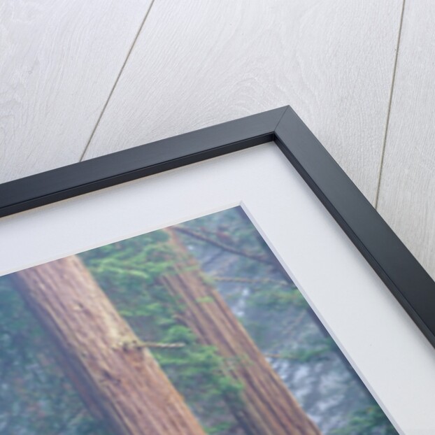 Rhododendrons and Redwoods by Anonymous