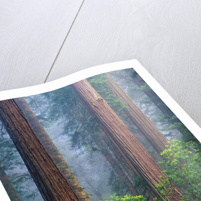 Rhododendrons and Redwoods by Anonymous
