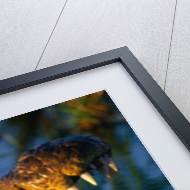 Nile Crocodile Swimming in Water by Anonymous