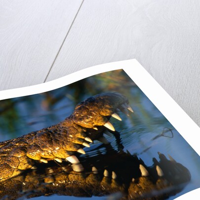 Nile Crocodile Swimming in Water by Anonymous