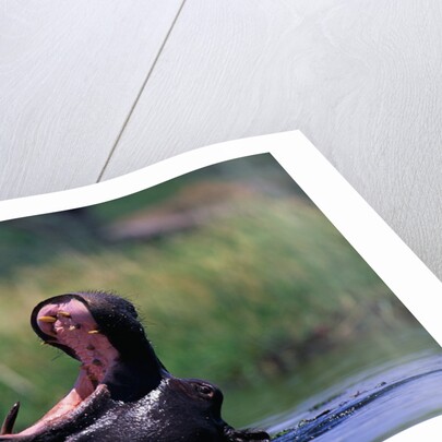 A Hippopotamus Yawning by Anonymous