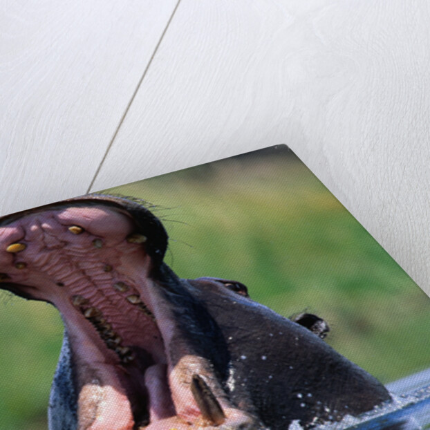 A Hippopotamus Yawning by Anonymous
