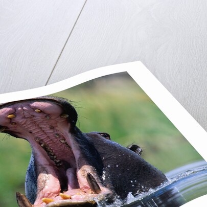 A Hippopotamus Yawning by Anonymous