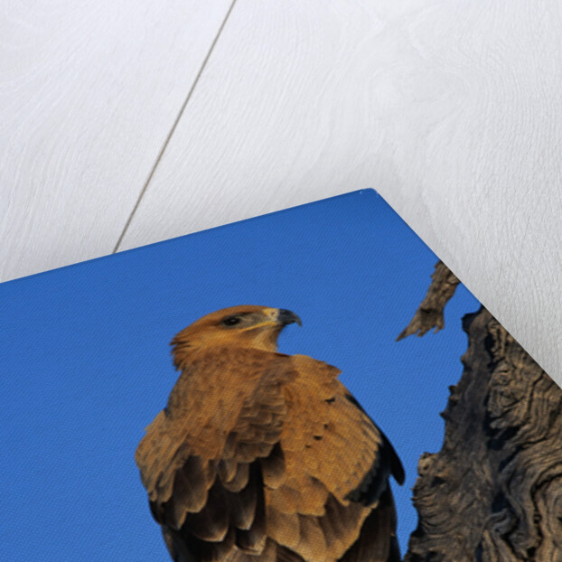 Tawny Eagle Perching on Branch by Anonymous