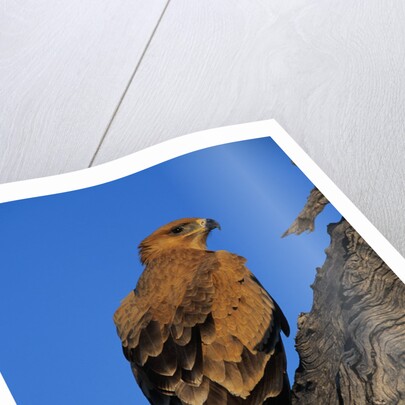 Tawny Eagle Perching on Branch by Anonymous
