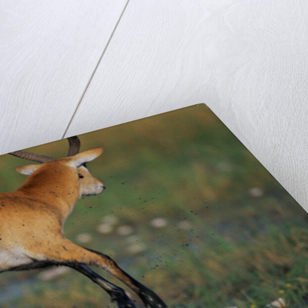 Lechwe Leaping Through Marsh by Anonymous