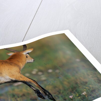 Lechwe Leaping Through Marsh by Anonymous