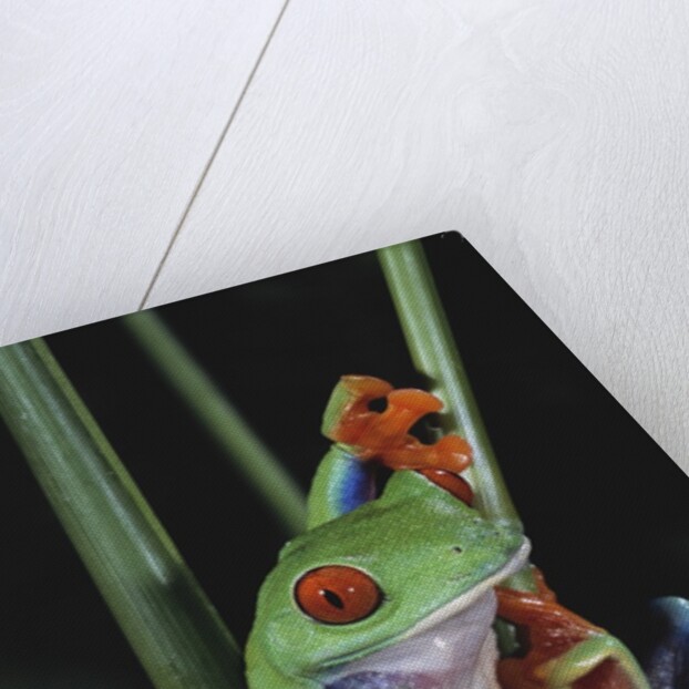 Red-Eyed Tree Frog Climbing through Plant Stems by Anonymous