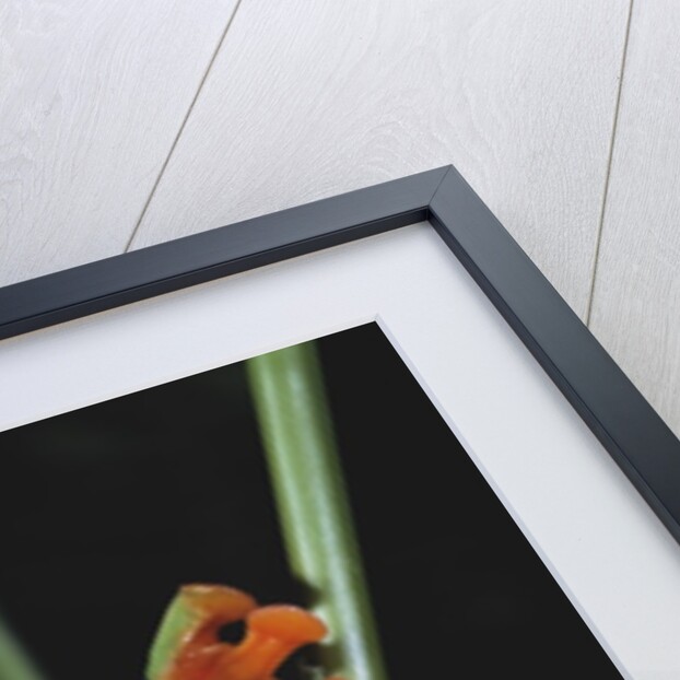 Red-Eyed Tree Frog Climbing through Plant Stems by Anonymous