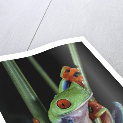 Red-Eyed Tree Frog Climbing through Plant Stems by Anonymous