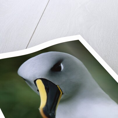 Gray-Headed Albatross by Anonymous
