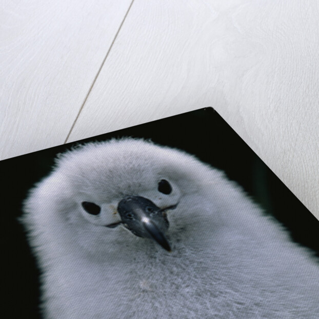 Gray-Headed Albatross Chick by Anonymous