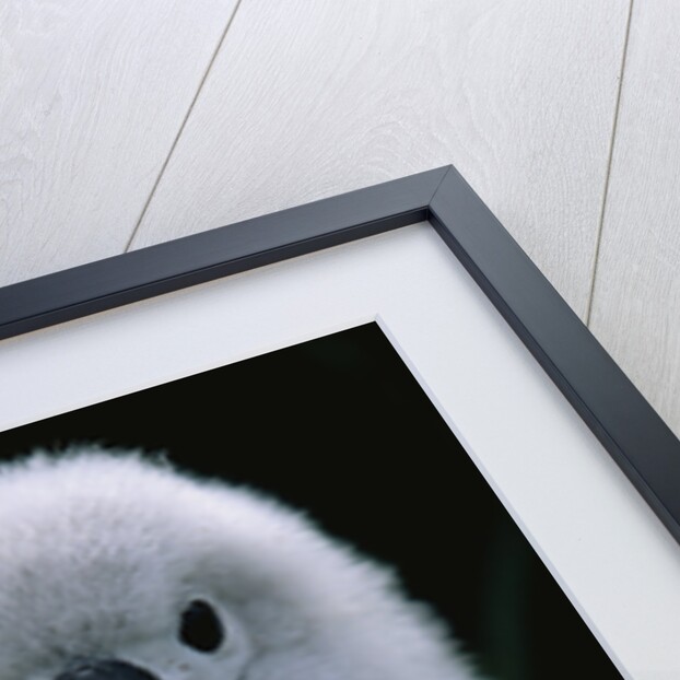 Gray-Headed Albatross Chick by Anonymous