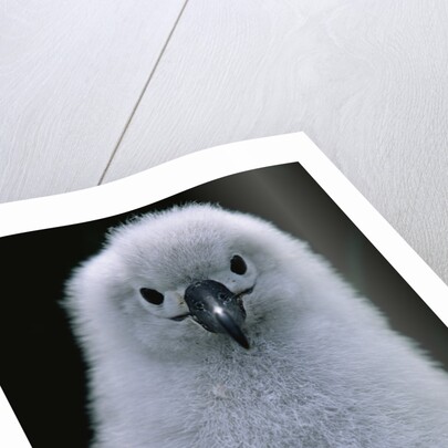 Gray-Headed Albatross Chick by Anonymous