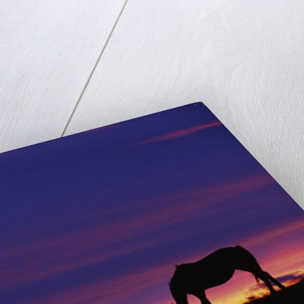 Horse Silhouette at Sunset by Anonymous