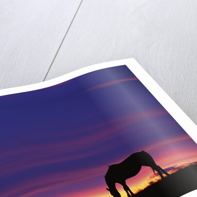 Horse Silhouette at Sunset by Anonymous
