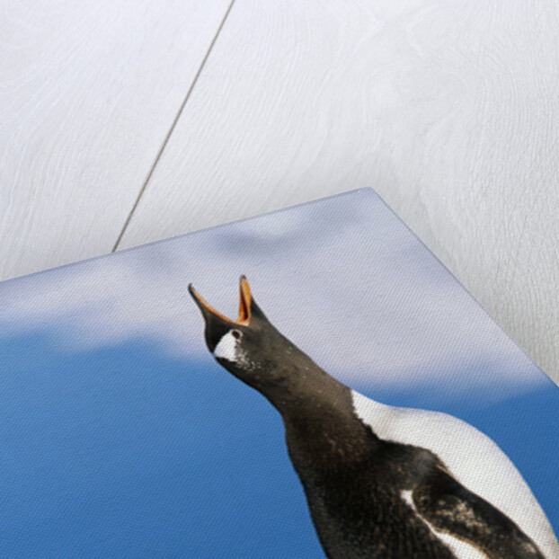 Gentoo Penguin Calling by Anonymous