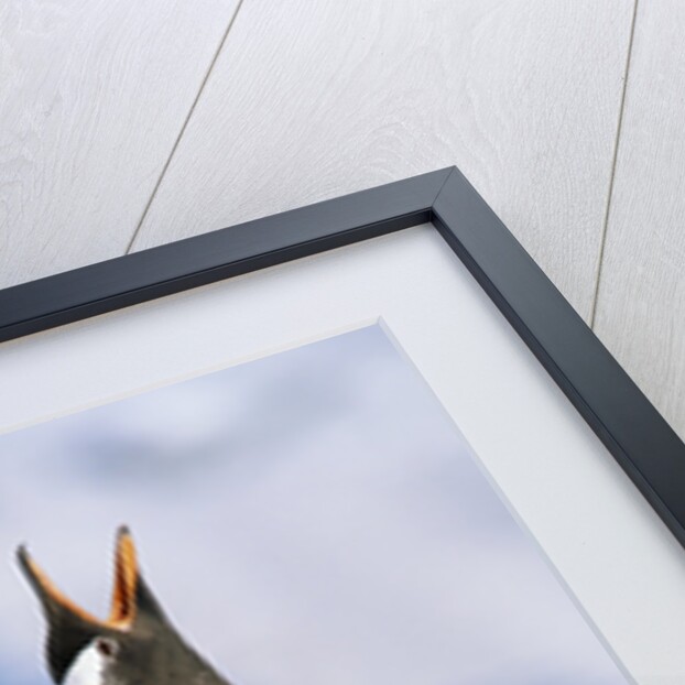 Gentoo Penguin Calling by Anonymous