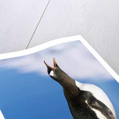 Gentoo Penguin Calling by Anonymous