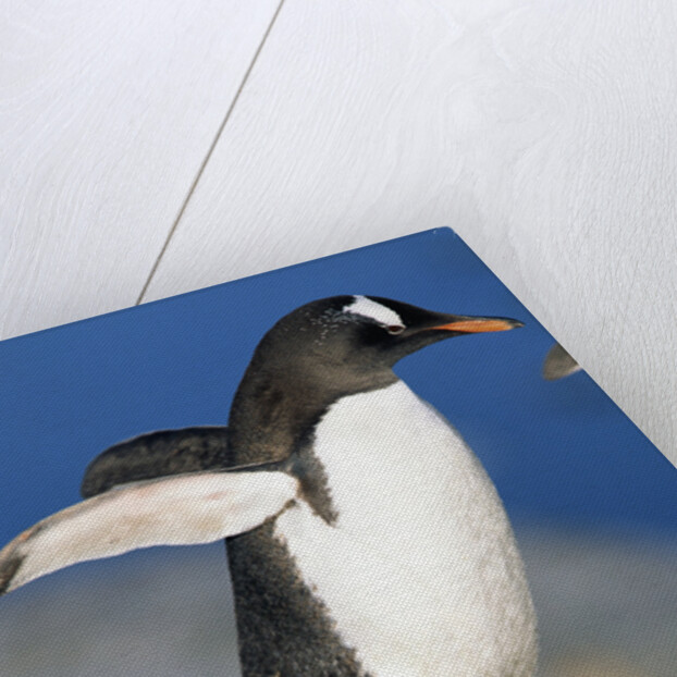 Gentoo Penguin Stretching Wings by Anonymous