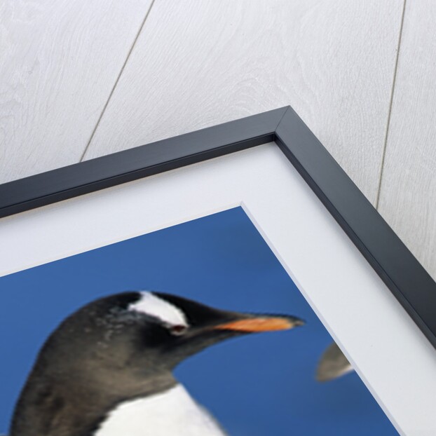 Gentoo Penguin Stretching Wings by Anonymous