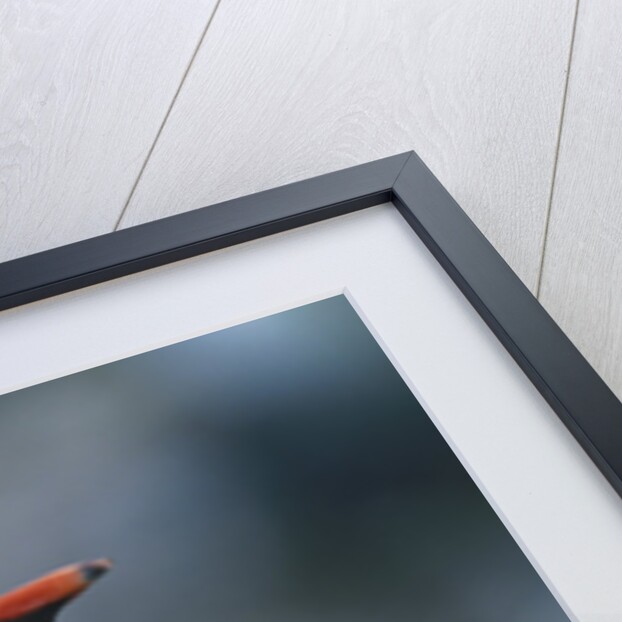 Gentoo Penguin Sitting on Nest by Anonymous