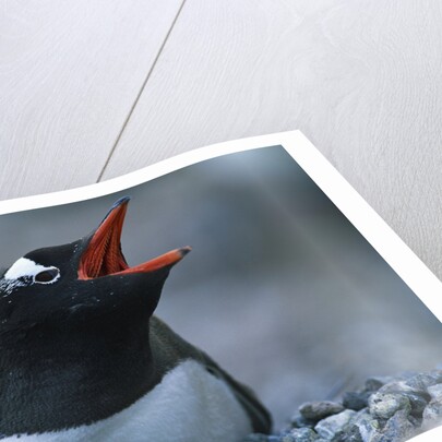 Gentoo Penguin Sitting on Nest by Anonymous