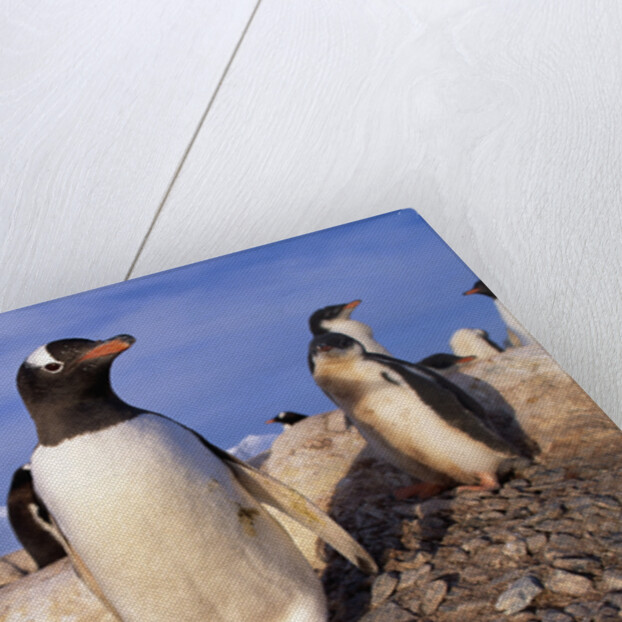 Gentoo Penguins by Anonymous