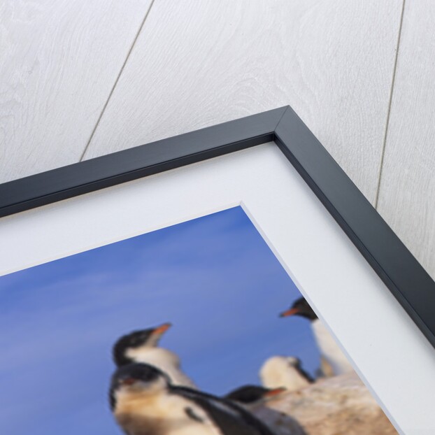 Gentoo Penguins by Anonymous