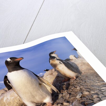 Gentoo Penguins by Anonymous