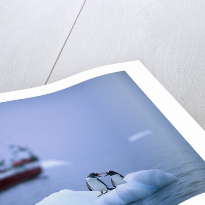 Gentoo Penguins Perching on Small Iceberg by Anonymous