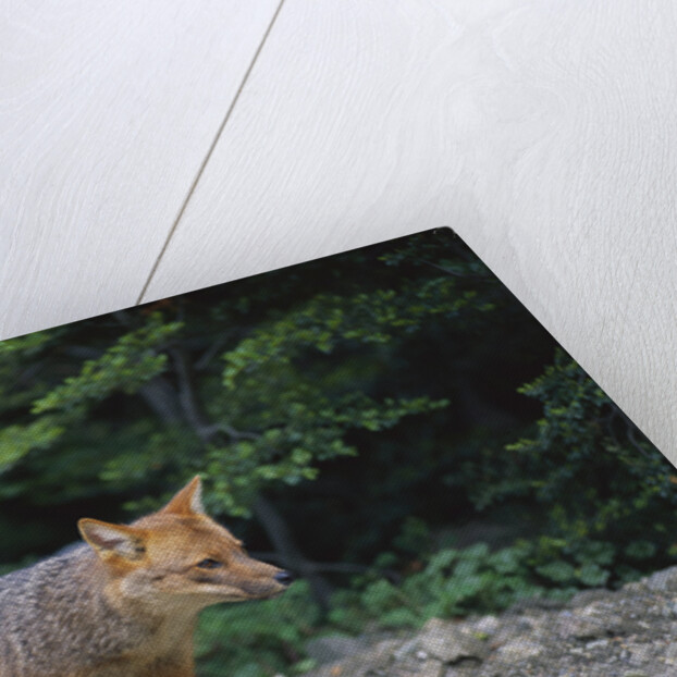 Patagonian Culpeo Fox Being Cautious by Anonymous