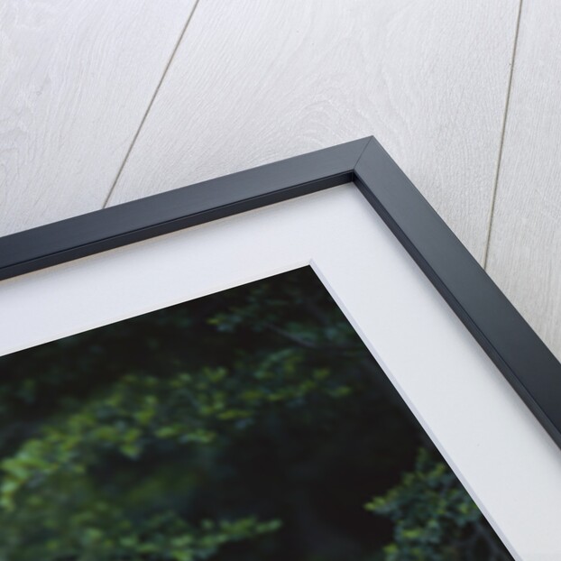 Patagonian Culpeo Fox Being Cautious by Anonymous